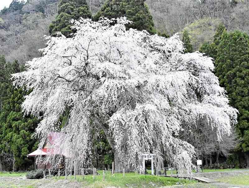 🌸 히오카야마 공원 이미지 8